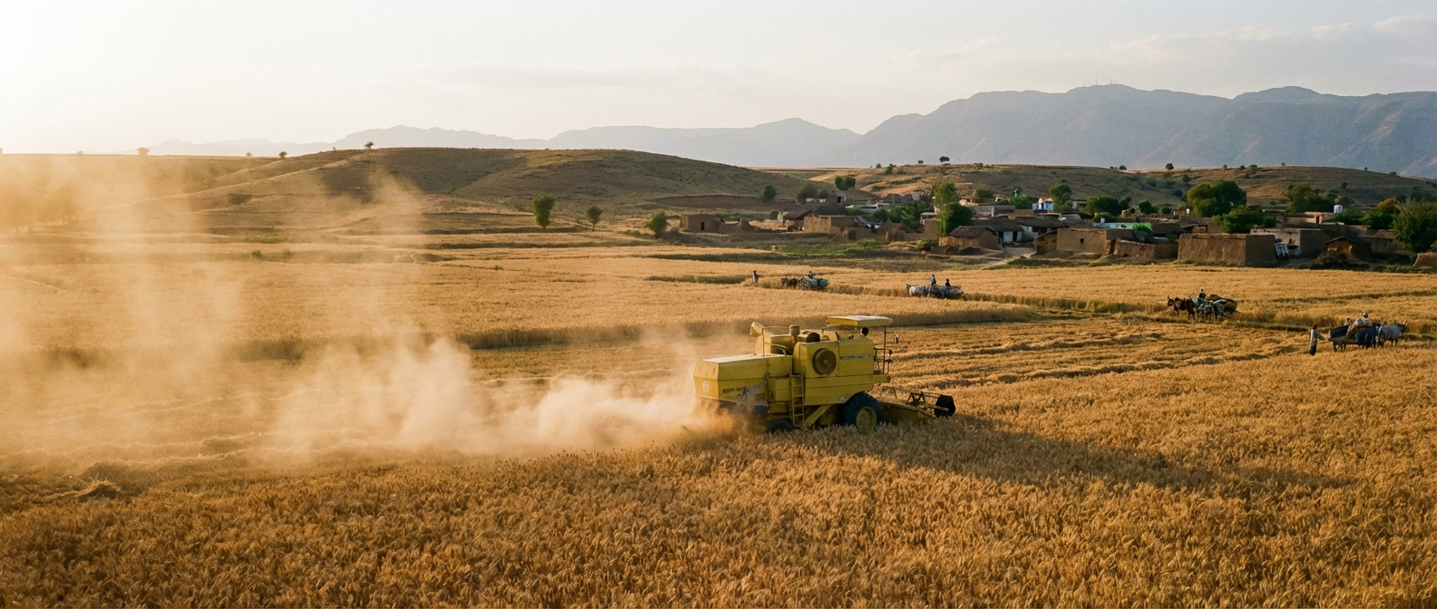 Harvesting & Post-Harvest