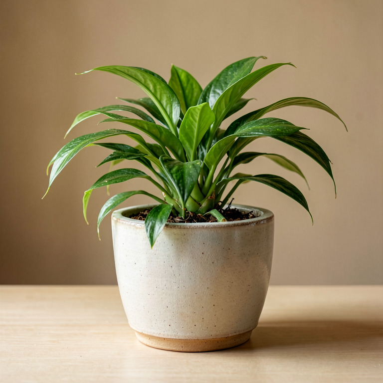 Spider Plant in Ceramic Tabletop Planter