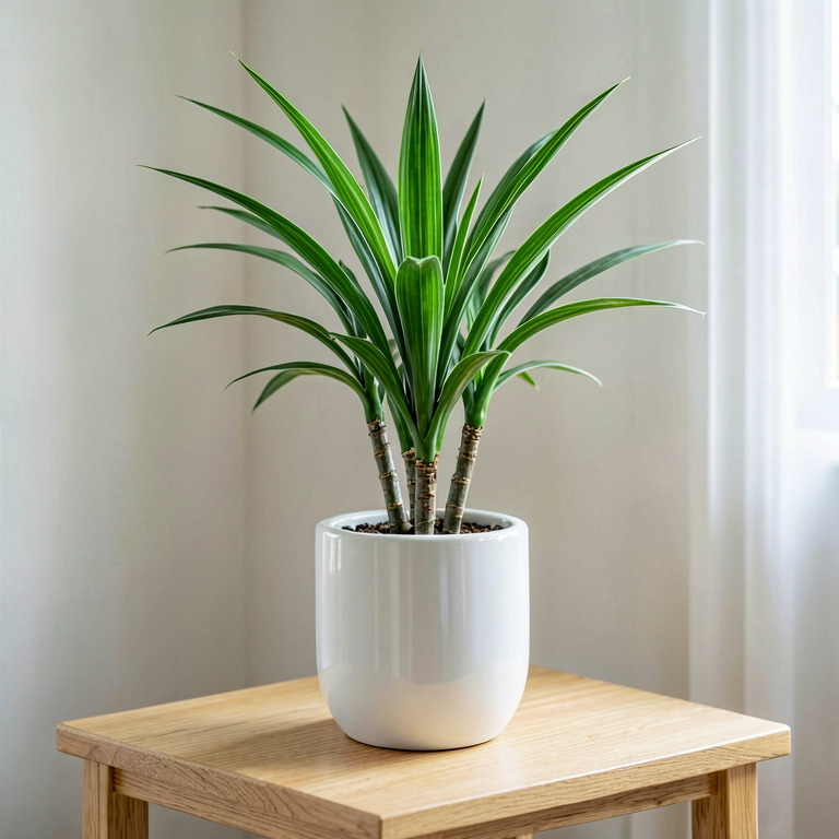 Dracaena in Ceramic Tabletop Planter