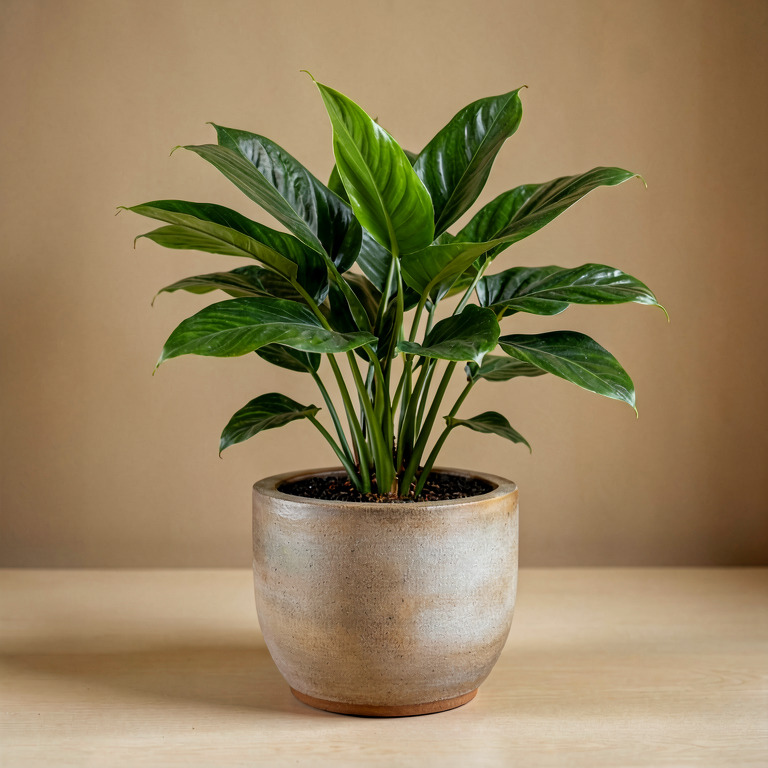 Calathea in Ceramic Tabletop Planter