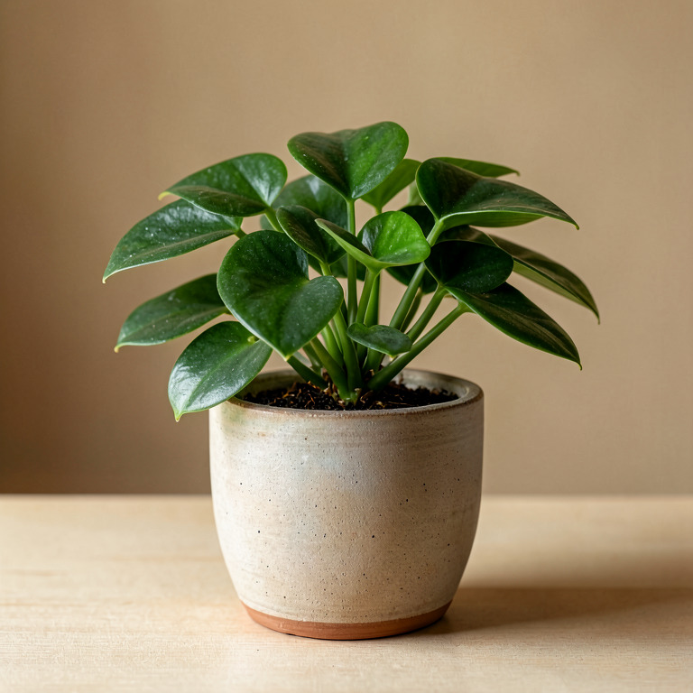Peperomia in Ceramic Tabletop Planter