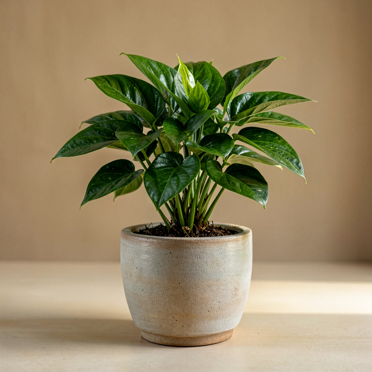 Fittonia in Ceramic Tabletop Planter