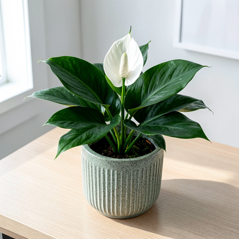 Peace Lily in Textured Desk Pot