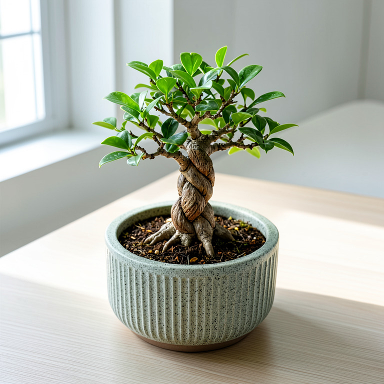 Ficus Bonsai in Textured Desk Pot