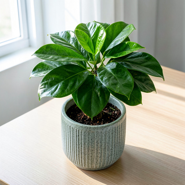 Schefflera in Textured Desk Pot