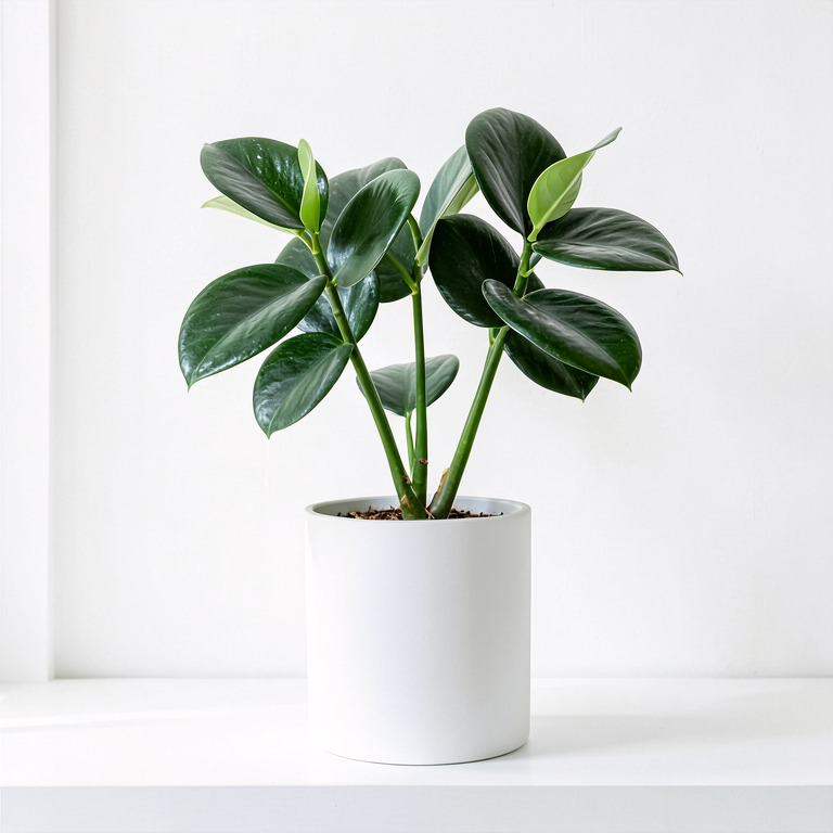 ZZ Plant in Minimal White Planter