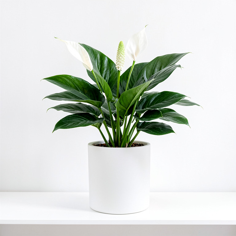 Peace Lily in Minimal White Planter