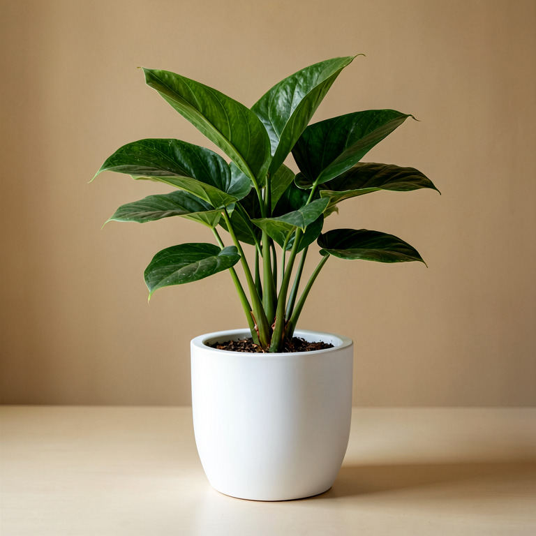 Aglaonema in Minimal White Planter