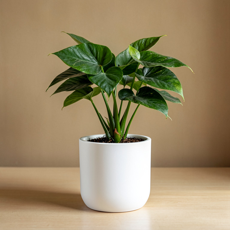 Philodendron in Minimal White Planter
