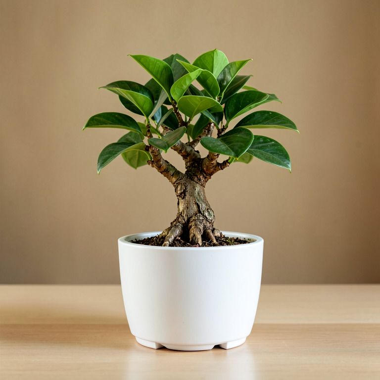 Ficus Bonsai in Minimal White Planter