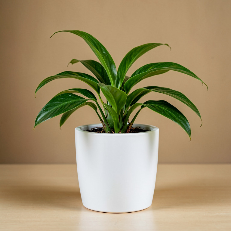 Spider Plant in Minimal White Planter
