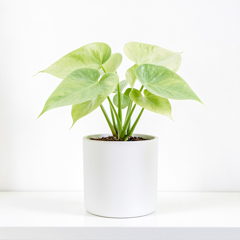 Syngonium in Minimal White Planter