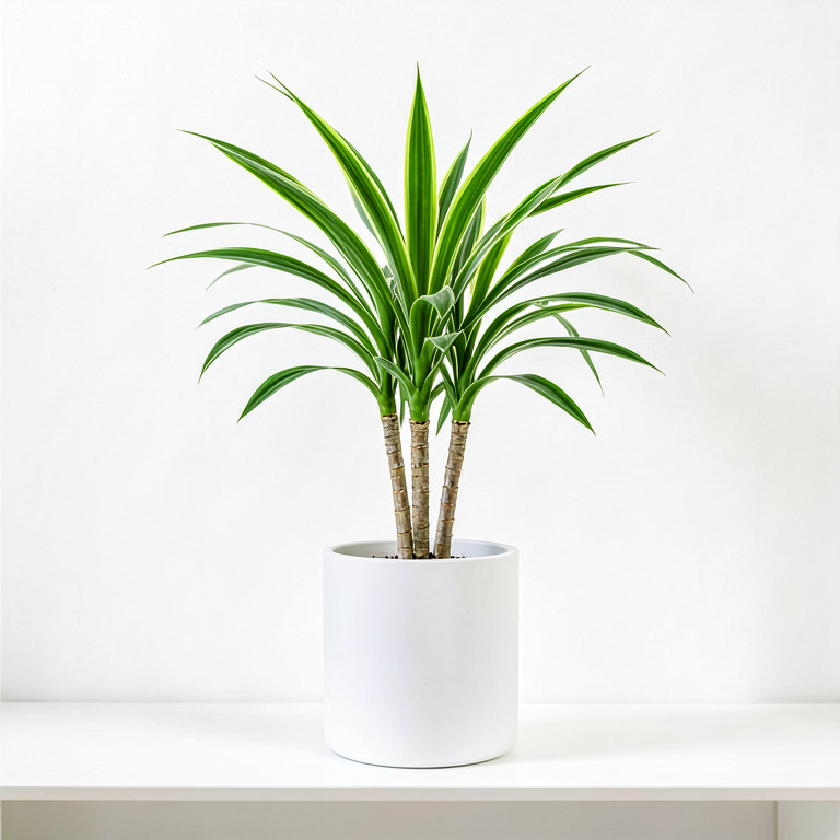 Dracaena in Minimal White Planter