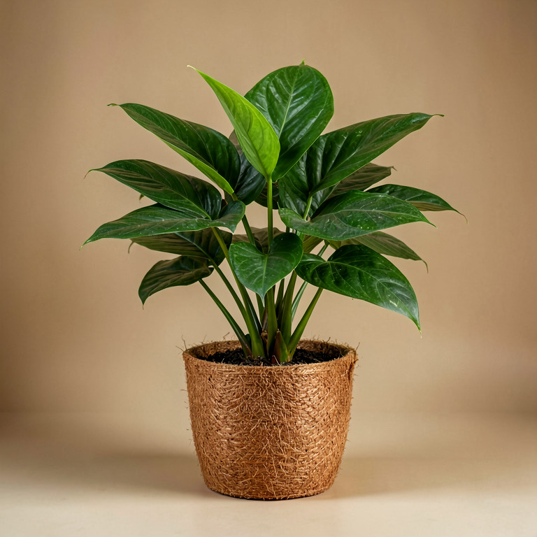 Aglaonema in Coir Basket Planter