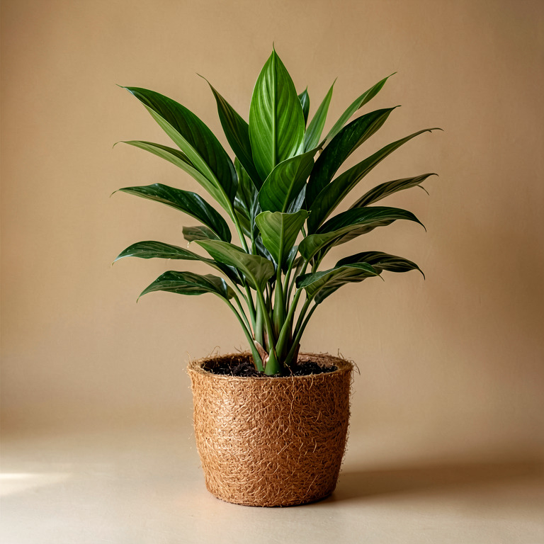 Dracaena in Coir Basket Planter