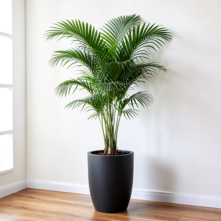 Areca Palm in Matte Floor Planter