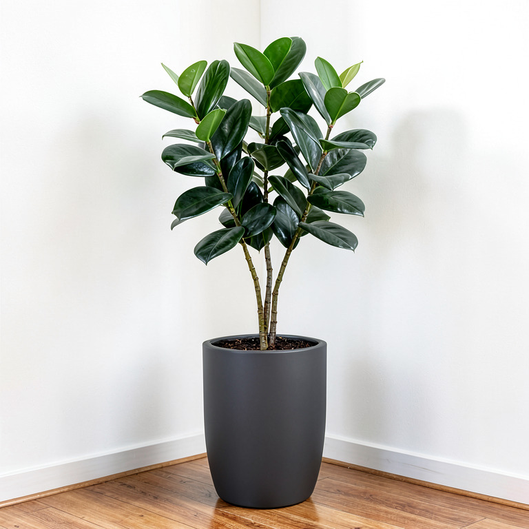 ZZ Plant in Matte Floor Planter