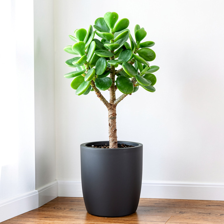 Jade Plant in Matte Floor Planter