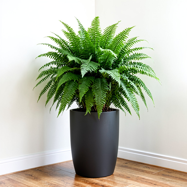 Boston Fern in Matte Floor Planter