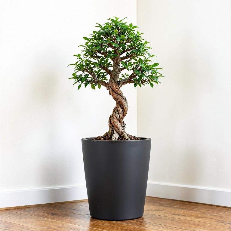 Ficus Bonsai in Matte Floor Planter
