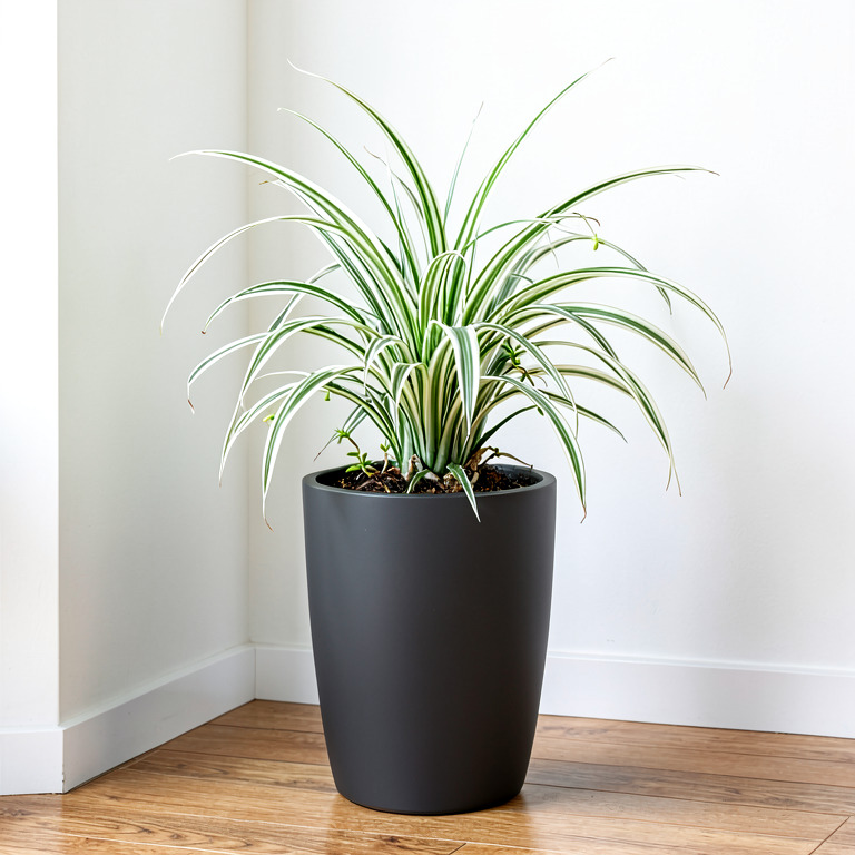 Spider Plant in Matte Floor Planter