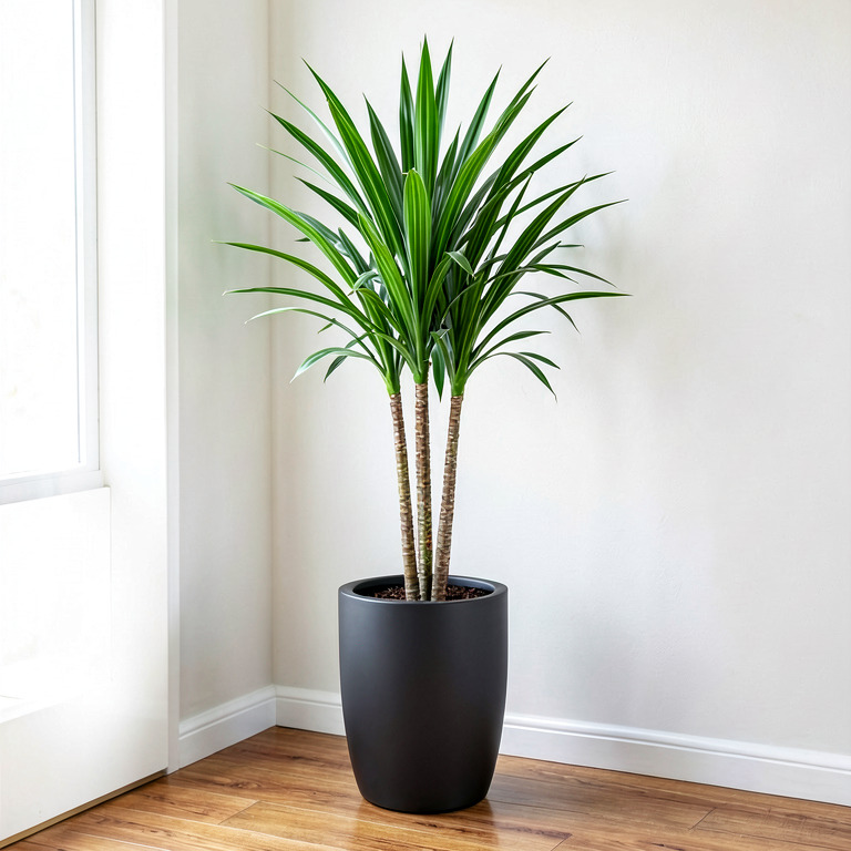 Dracaena in Matte Floor Planter