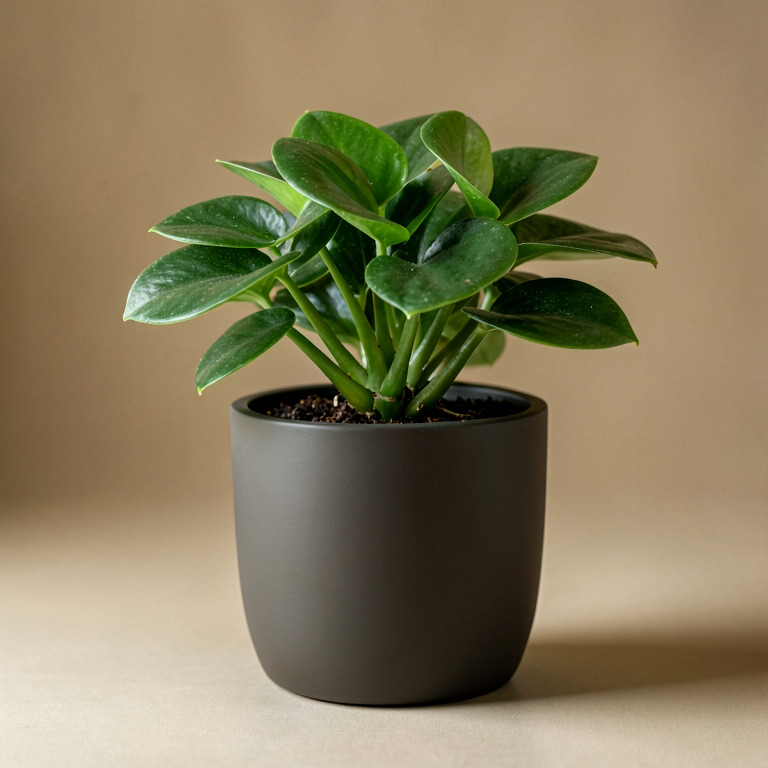 Peperomia in Matte Floor Planter
