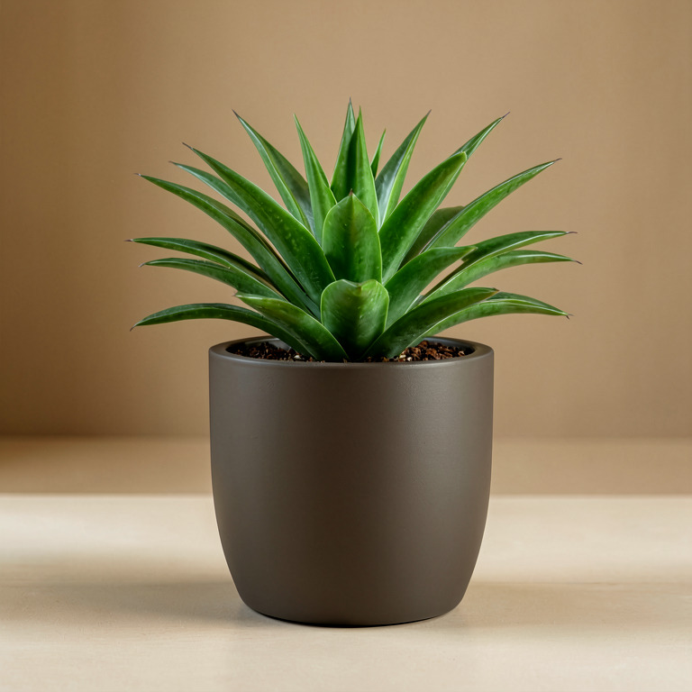 Haworthia in Matte Floor Planter
