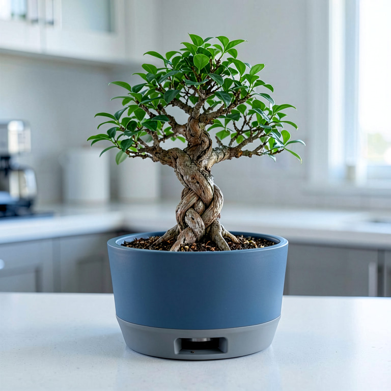 Ficus Bonsai in Self-Watering Pot