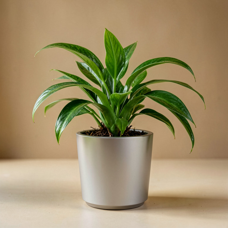 Spider Plant in Self-Watering Pot