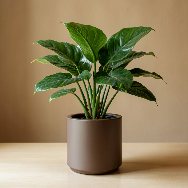 Calathea in Self-Watering Pot