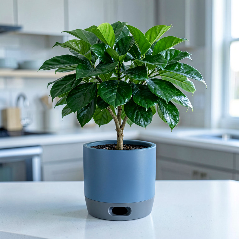 Schefflera in Self-Watering Pot