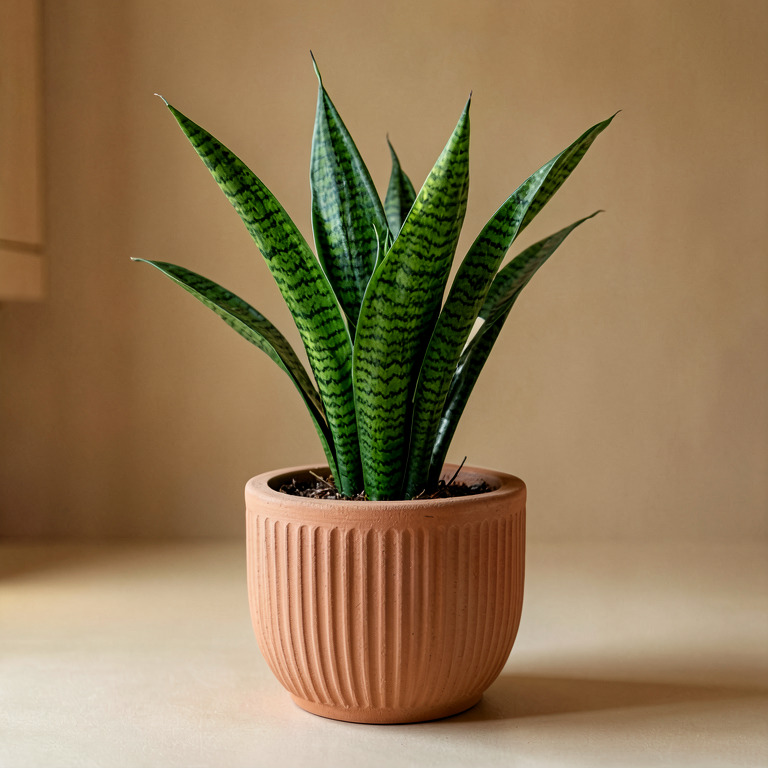 Snake Plant in Ribbed Clay Planter