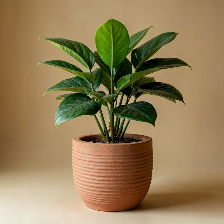 ZZ Plant in Ribbed Clay Planter