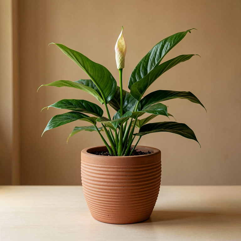 Peace Lily in Ribbed Clay Planter