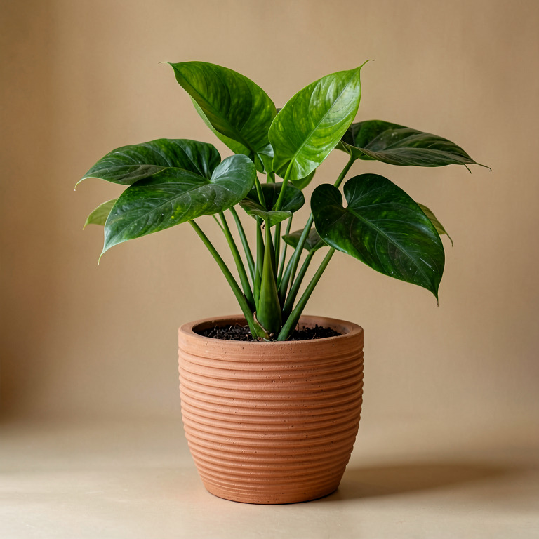 Philodendron in Ribbed Clay Planter