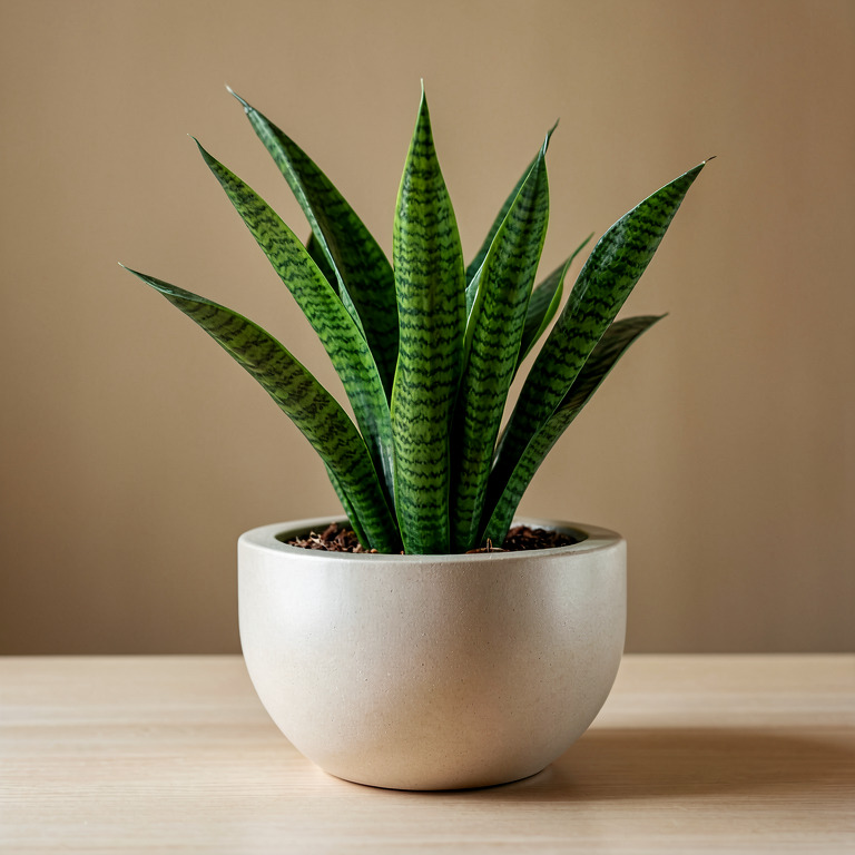 Snake Plant in Countertop Bowl Planter