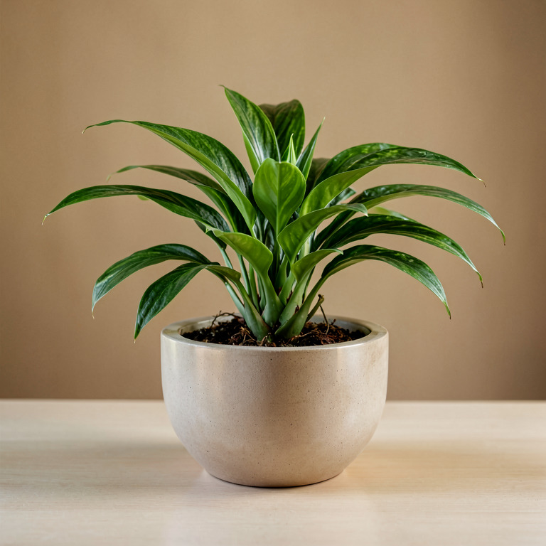 Spider Plant in Countertop Bowl Planter
