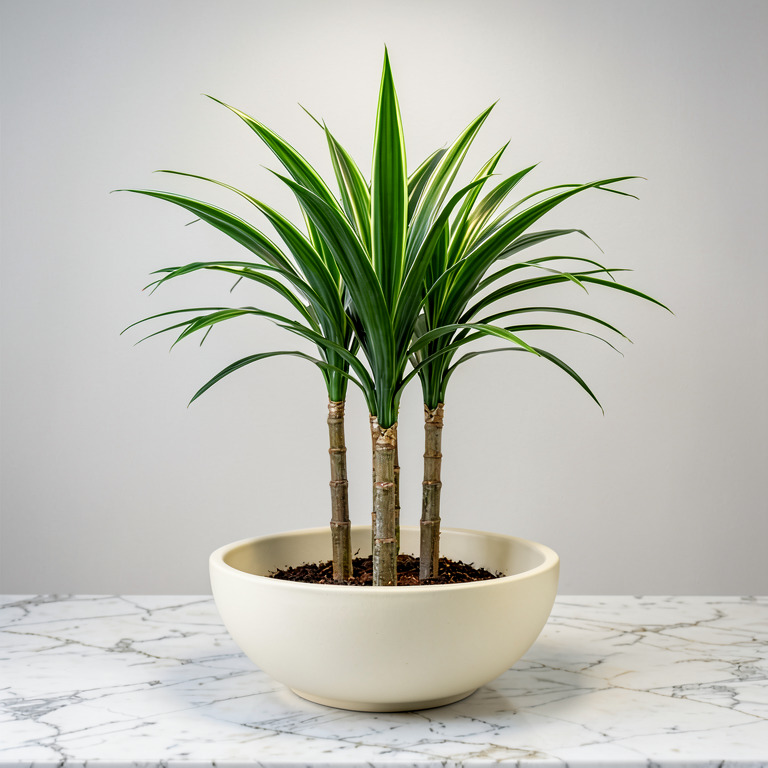 Dracaena in Countertop Bowl Planter