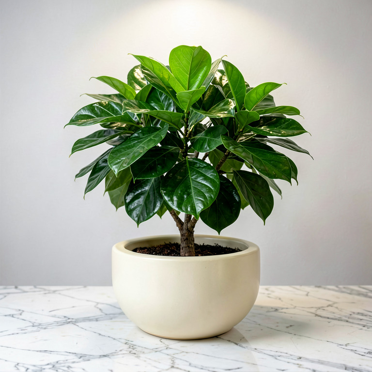 Schefflera in Countertop Bowl Planter