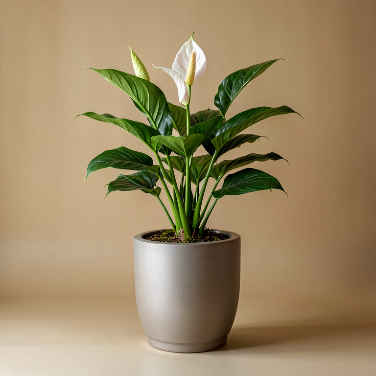 Peace Lily in Premium Stand Planter