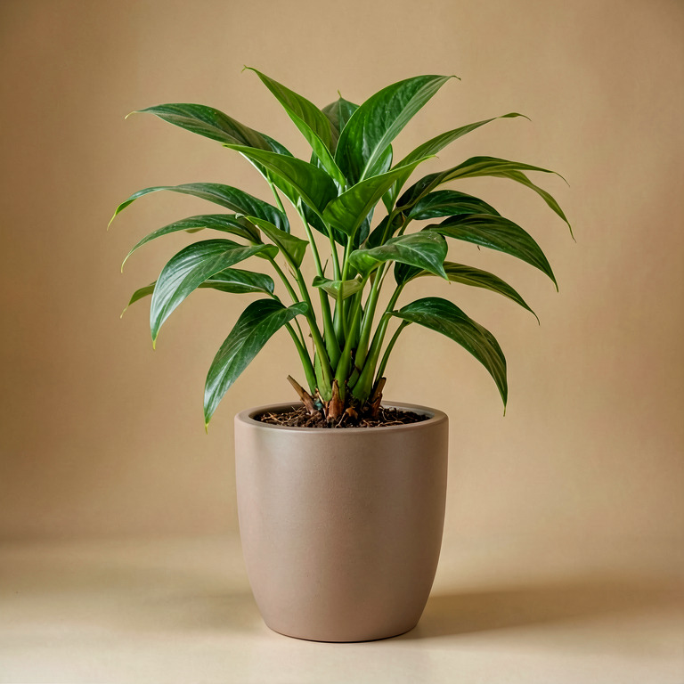 Spider Plant in Premium Stand Planter