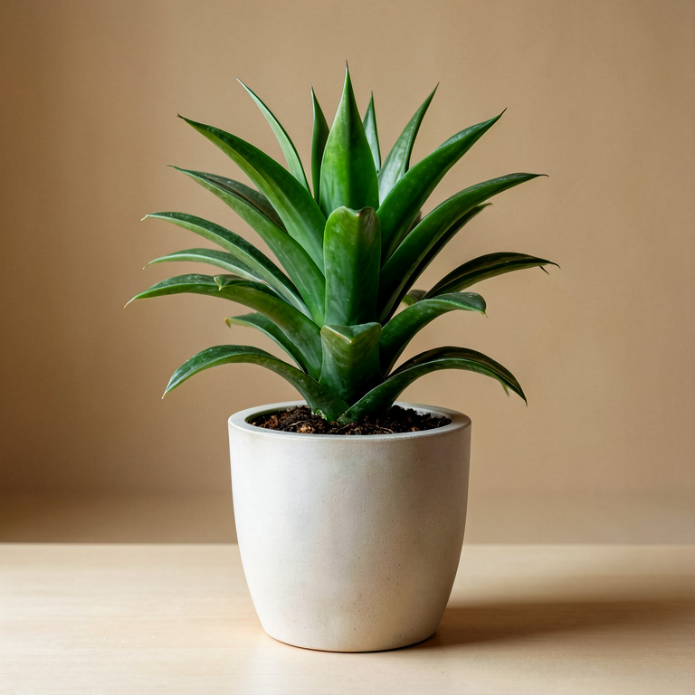 Haworthia in Premium Stand Planter
